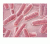 食肉における抗菌薬耐性サルモネラ