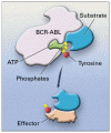 慢性骨髄性白血病における BCR-ABL チロシンキナーゼの抑制