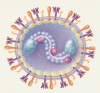 医学の進歩：RS ウイルスとパラインフルエンザウイルス