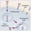 化学療法耐性の有毛細胞白血病に対する抗 CD22 遺伝子組換え免疫毒素 BL22 の有効性