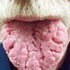 舌乳頭腫